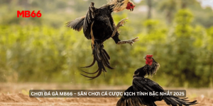 Chơi Đá Gà MB66 – Sân Chơi Cá Cược Kịch Tính Bậc Nhất 2025